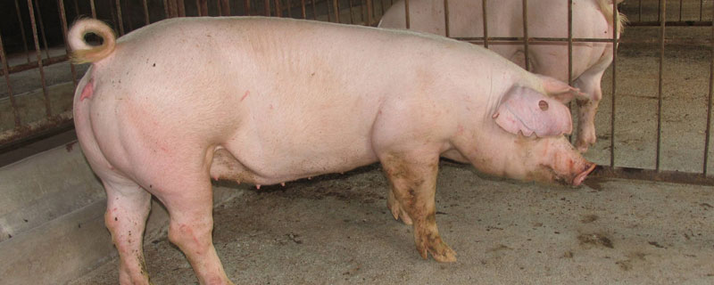 母猪难产处理方法 母猪难产处理方法及产后用什么药