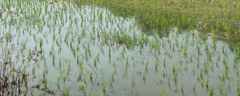 水田淹水期，不适用哪种氮肥 水田淹水期不适用哪种氮肥芭芭农场