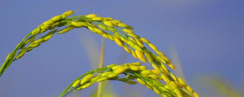 对水稻有特殊作用的有益元素是，水稻一年最多几季