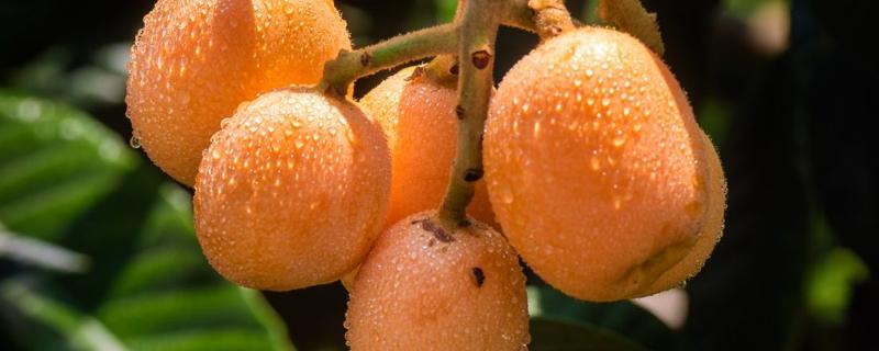 枇杷几月份成熟，种植几年可以挂果 枇杷几月果实成熟