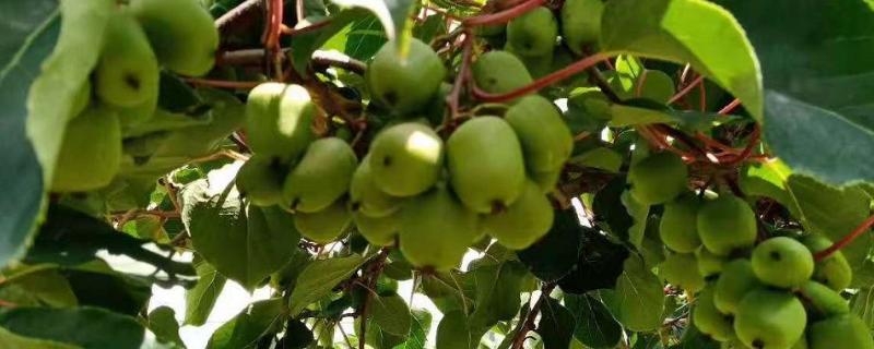软枣猕猴桃几月份成熟，种植几年可以结果