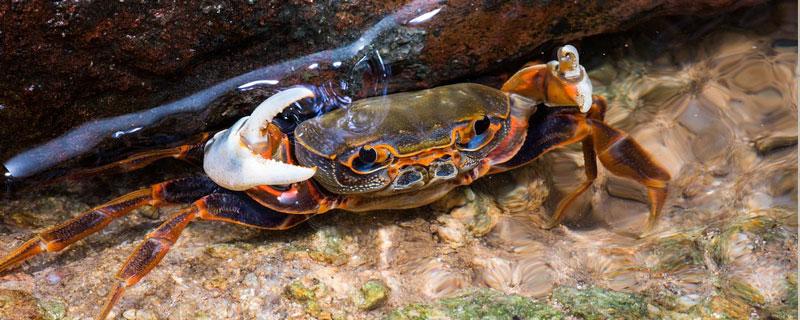 螃蟹能放多久 螃蟹能放多久,怎么放