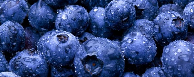 种蓝莓专用肥料，附蓝莓的种植方法（蓝莓种植施肥）