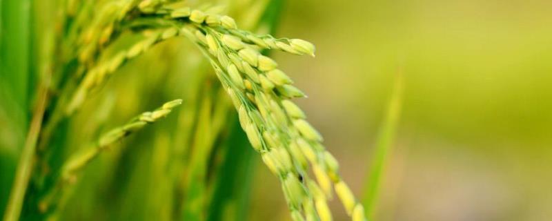 水稻抽穗扬花到齐穗要多少天，出穗什么时候打药好