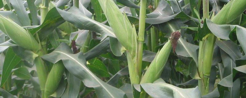 玉米的生活环境，附种植方法 玉米的种植方法和管理