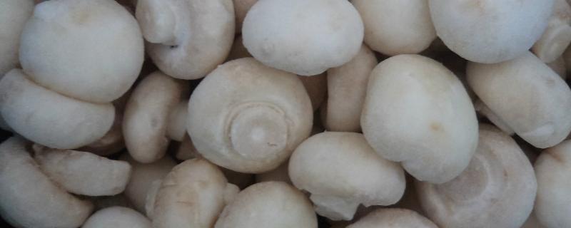 双孢菇的种植方法和技术，双孢菇是口蘑吗