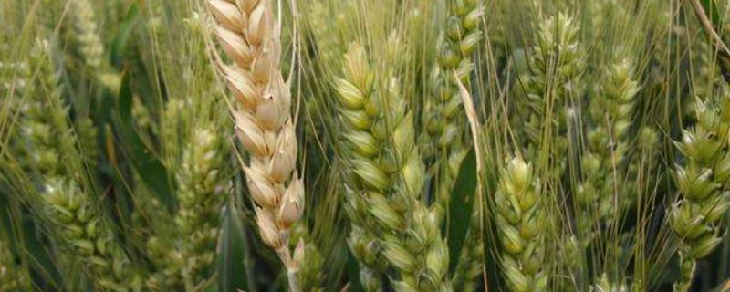 麦子的生长过程，麦子几月份成熟 科普麦子生长过程
