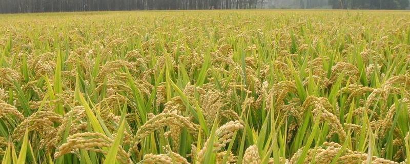普田1497水稻品种