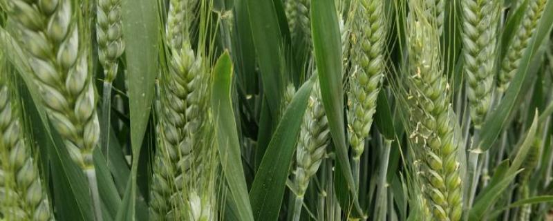 一亩小麦产量多少公斤，小麦适合中国哪些省份种植