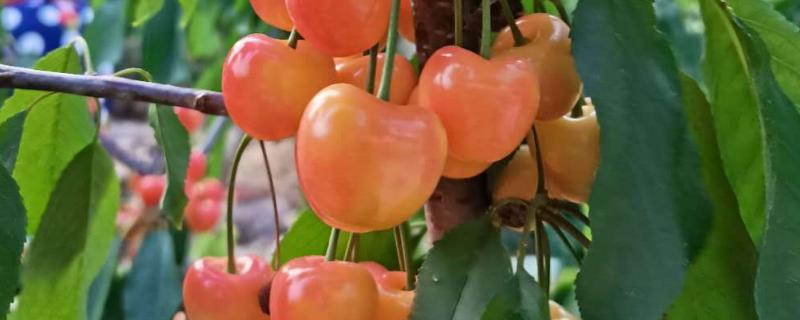辉煌大樱桃品种介绍 辉煌大樱桃的特点