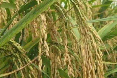 野香优959水稻品种