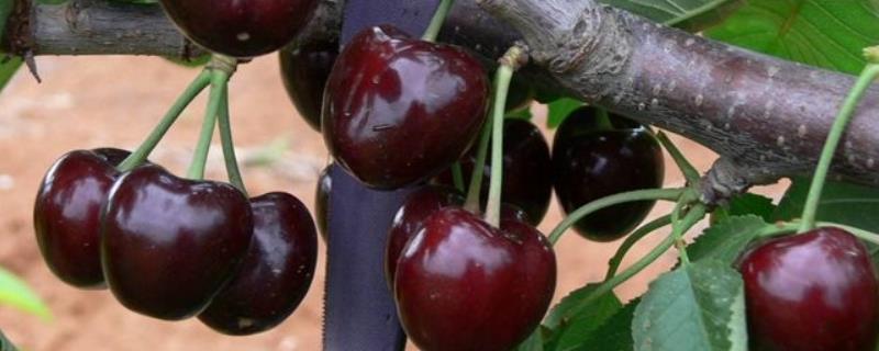 黑珍珠樱桃品种介绍（黑珍珠樱桃品种介绍一年树苗的管理）