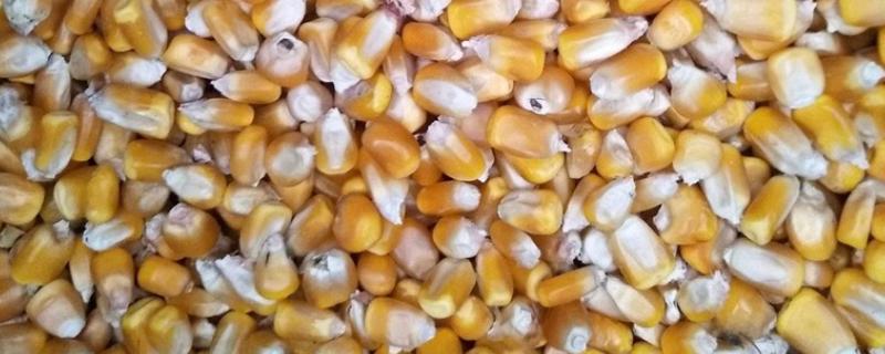 玉米种子萌发时最先突破种皮的是，种子萌发时最先长出来的是什么