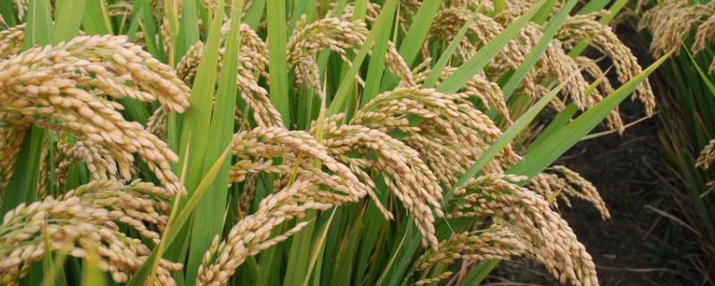 河南种水稻吗，几月份收割 河南水稻几月份播种