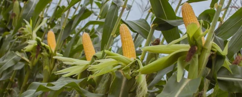 玉米的生长过程记录表，生长周期是多少天