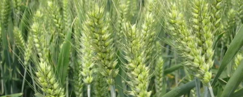 乐土103小麦品种（乐土103小麦品种视频）