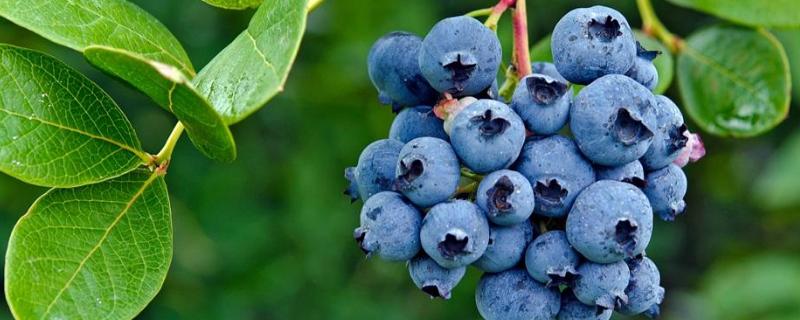 法新蓝莓品种介绍（法新蓝莓花期）