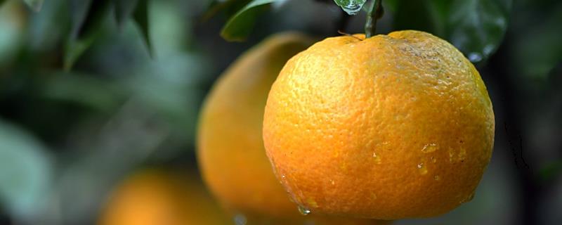 柑橘9月份管理要点，柑橘有哪些品种