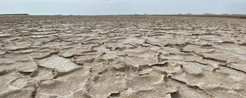 碱地用什么去碱，碱地里面适合种什么