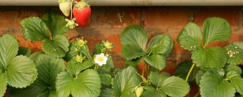 草莓成长过程，常见的病虫害有哪些 草莓成长过程,常见的病虫害有哪些种类