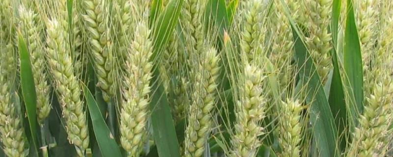 小麦喜欢什么肥料，附用量和用法（小麦喜欢什么样的肥料）