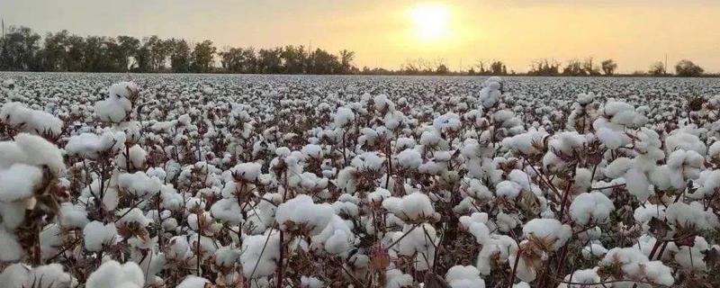 棉花的生长环境和条件，附种植方法 棉花的种植季节和生长特点及作用