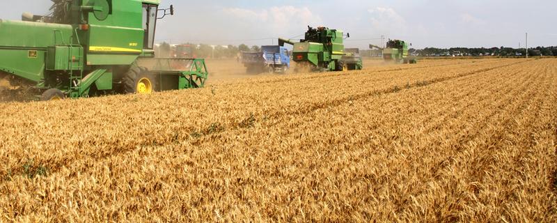 到11月20号左右还能种小麦吗，种小麦的方法和步骤