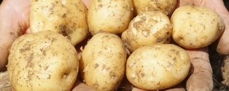 土豆产量每亩多少斤，附种植方法 土豆产量一亩多少斤