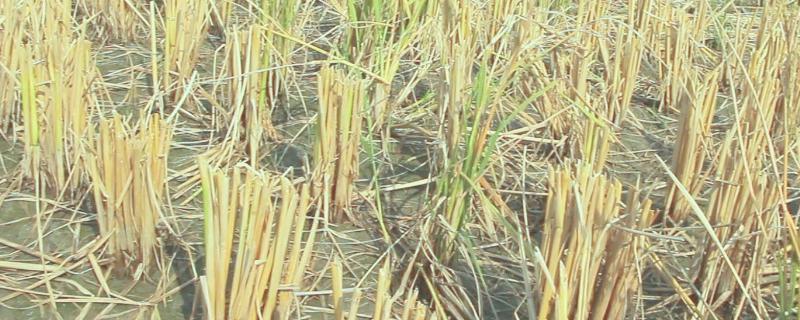 水稻收割后的根叫什么，水稻收割是几月份
