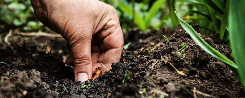 钾肥是什么肥料，钾肥对植物的作用 钾肥是什么肥料,钾肥对植物的作用有哪些