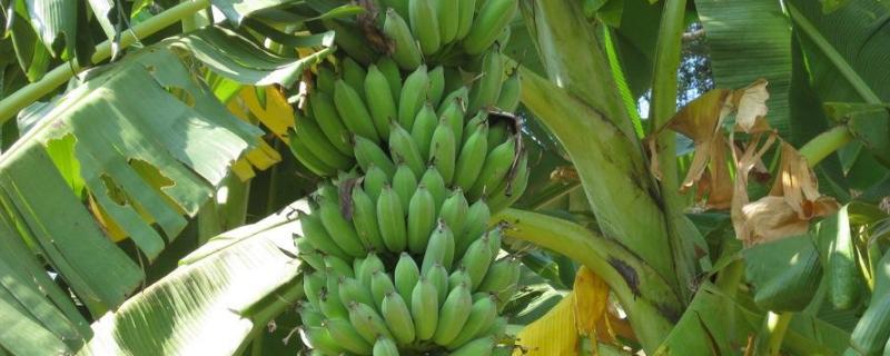 芭蕉树喂猪危害，芭蕉树适合在哪里种植