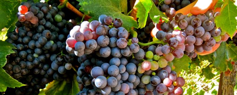 18大葡萄品种介绍 18大葡萄品种介绍早生内玛斯