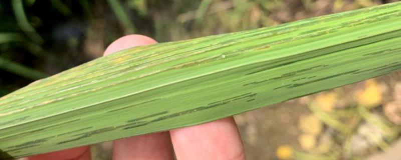 水稻细条病，附症状及防治方法 水稻细条病怎么治