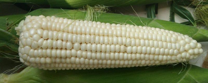 玉米一亩地能种多少棵，附玉米的种植方法