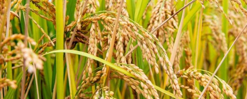水稻产量的构成三要素，水稻产量下降的主要原因