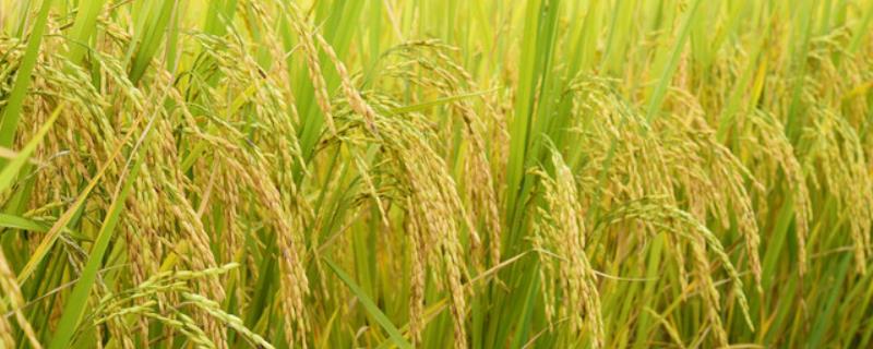 吉农大673水稻品种介绍 吉农大667水稻品种简介