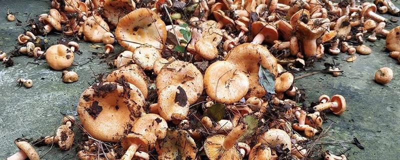 松树菌一般几天长出来了，松树菌和松茸有什么区别