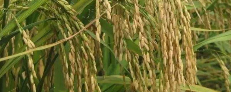 吉农大673水稻品种（吉农大673水稻品种数据库）