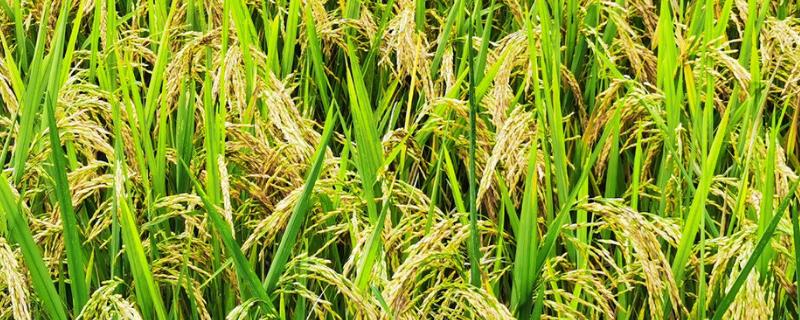 水稻破口期需要水吗，用什么药增产 水稻破口期要灌水吗