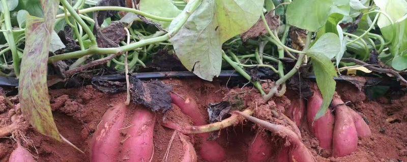 红薯栽培高产新方法