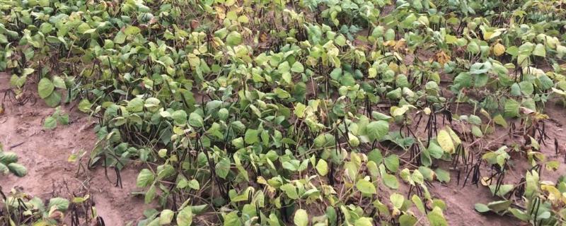 绿豆亩产量一般多少斤，附种植方法