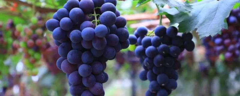 葡萄亩产，附葡萄生长环境条件 葡萄的亩产量一般是多少