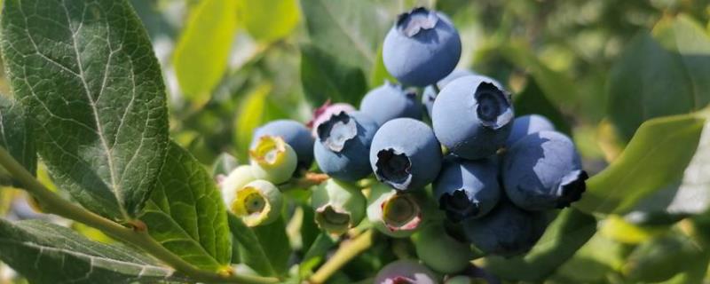 H5蓝莓是绿宝石蓝莓不，附简介 h5蓝莓品种特点介绍