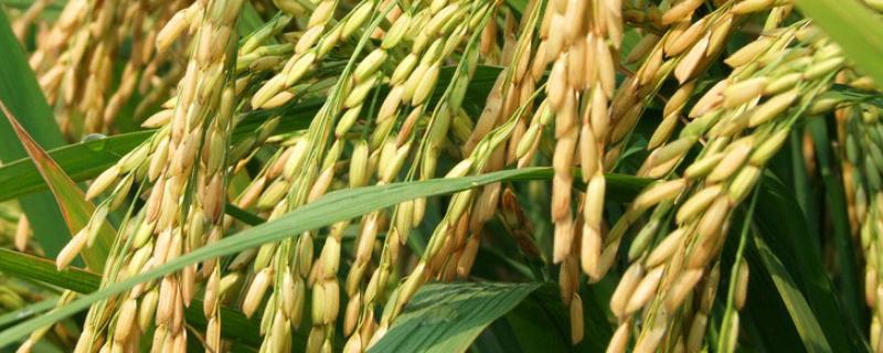 倒伏水稻收割方法，水稻倒伏会影响产量吗