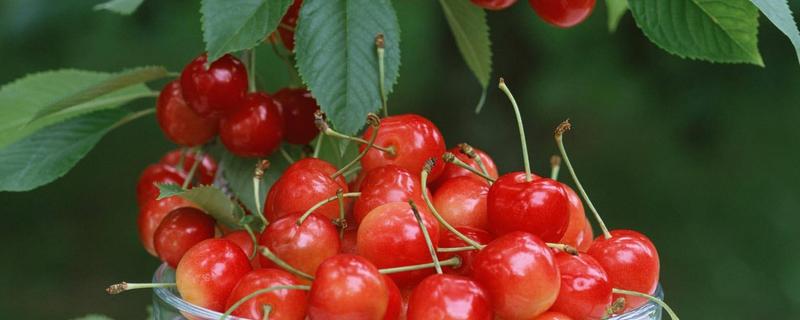 樱桃的简介，有哪些品种 各种樱桃的品种介绍