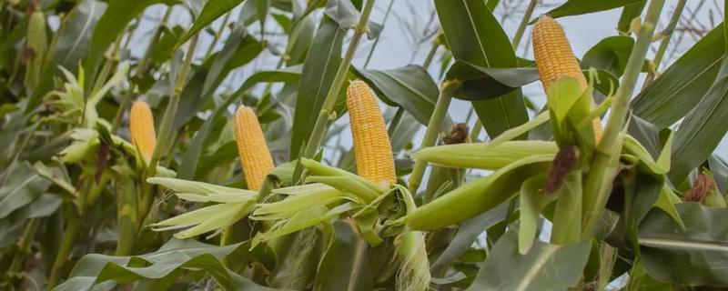 强育h1992玉米种子特征特性，附简介 强育h1992玉米品种审定公告