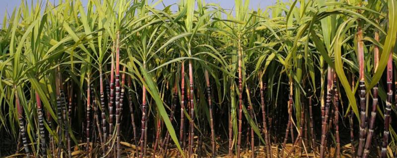 甘蔗的生长环境，附种植方法（甘蔗的种植方法和管理技术）