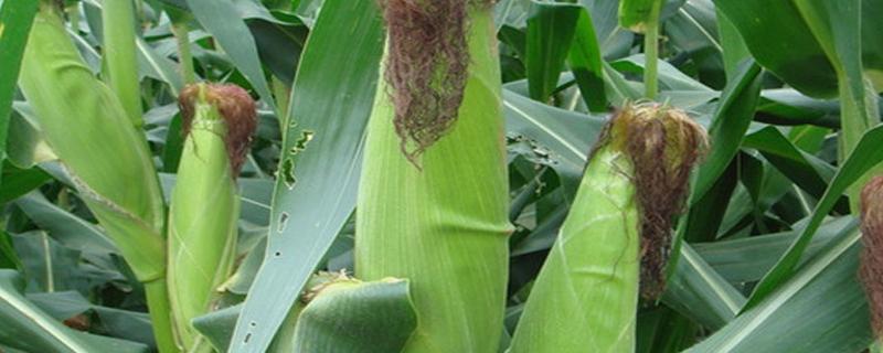 抗锈病的玉米品种 抗锈病的玉米品种有哪四个