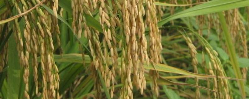 杂交水稻的特点，杂交水稻的缺点（杂交水稻的特点,杂交水稻的缺点是什么）