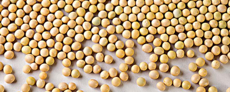 龙垦3092大豆的特性，附简介 龙垦306大豆品种特性